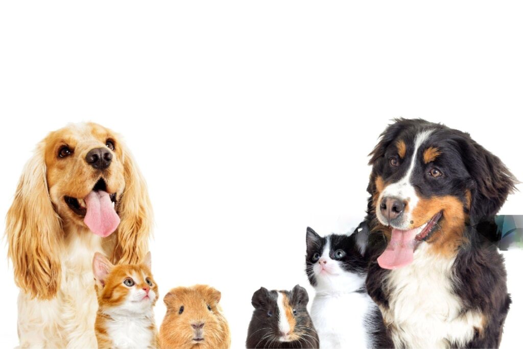 Happy family adopting a pet during the Pet Adoption Weekend at PetSmart