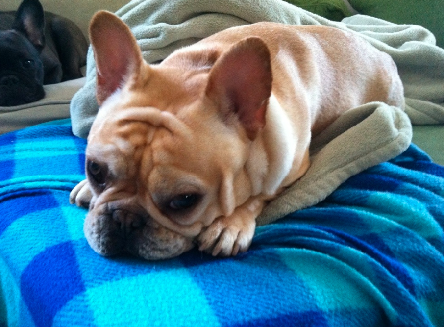 Decoding the French Bulldog Army Crawl: Fun or Functional? Decoding the French Bulldog Army Crawl: Fun or Functional?