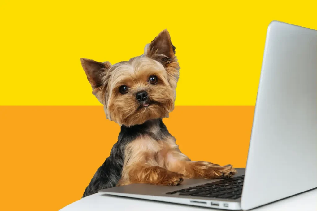 Top 5 Online Pet Stores for Pet Owners in the USA, Canada, and UK