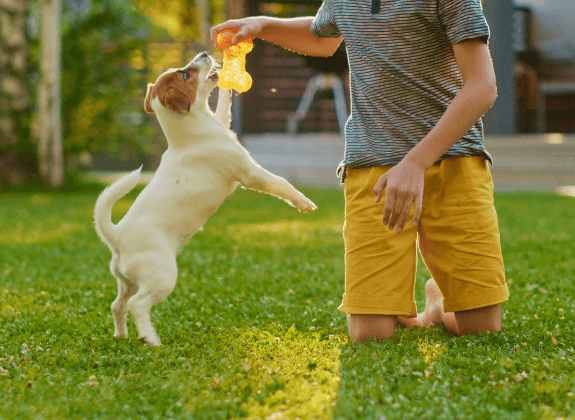 Why You Should Choose Healthy, Trained, and Socialized Pets Why You Should Choose Healthy, Trained, and Socialized Pets